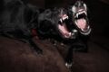 Come gestire due cani in casa che litigano tra loro