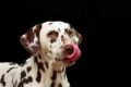 Perché il cane si lecca le labbra quando lo guardiamo