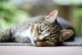 Perché il gatto preferisce dormire in alto