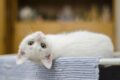 Come insegnare al gatto a non salire sul tavolo da pranzo