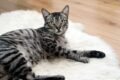 Perché il gatto mi dà delle testate sul viso o sulle gambe?