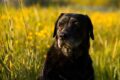 Come lenire il prurito del cane dovuto al polline
