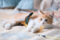 Come medicare un piccolo graffio sulla pelle del gatto