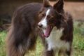 Perché il cane cammina in cerchio prima di trovare il posto?