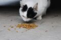Perché il gatto gioca con le crocchette prima di mangiarle?