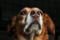 Come proteggere il naso del cane dal sole estivo
